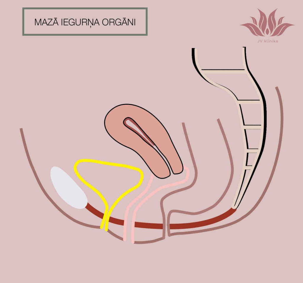 Mazā iegurņa orgāni