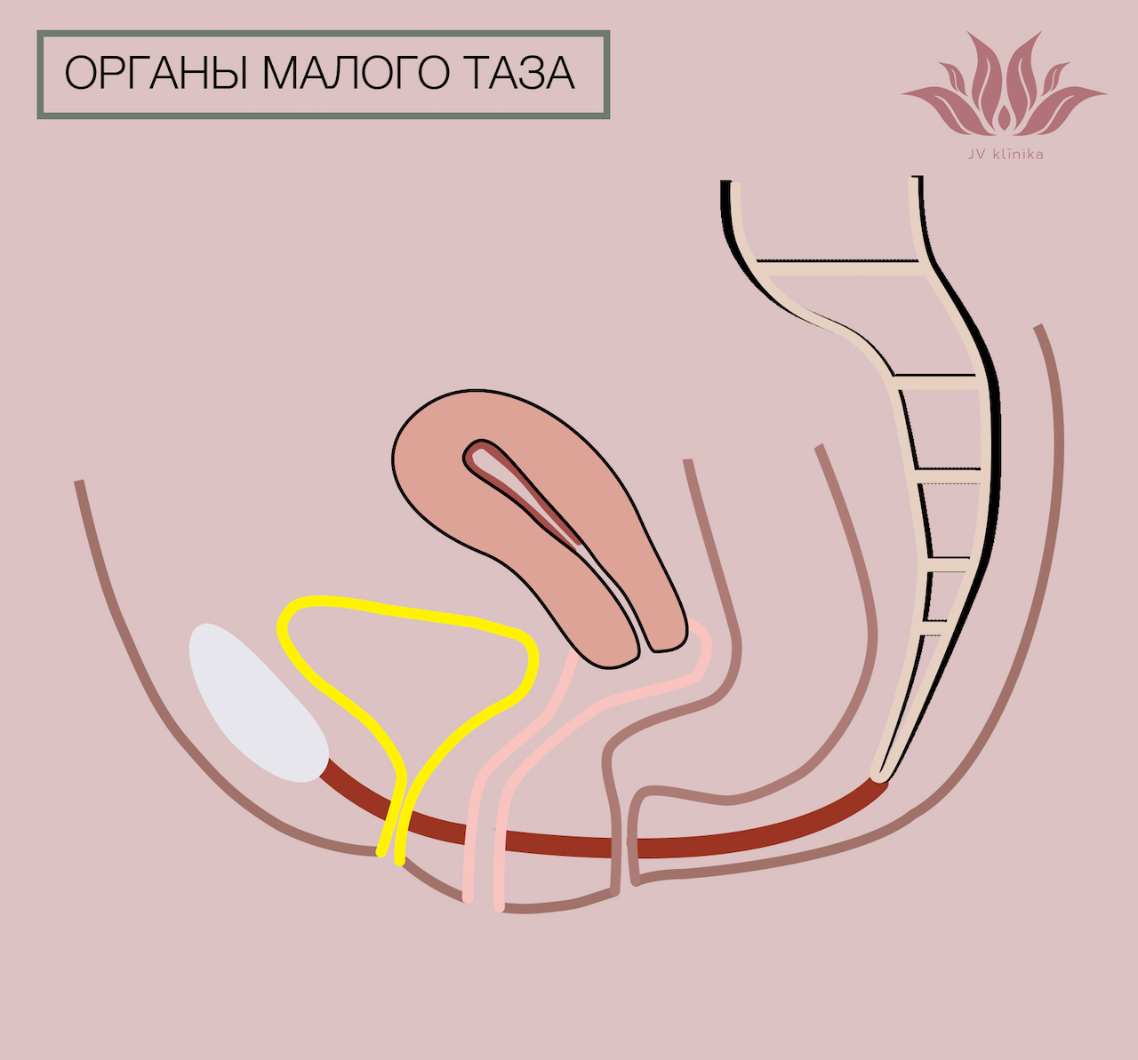 Органы малого таза